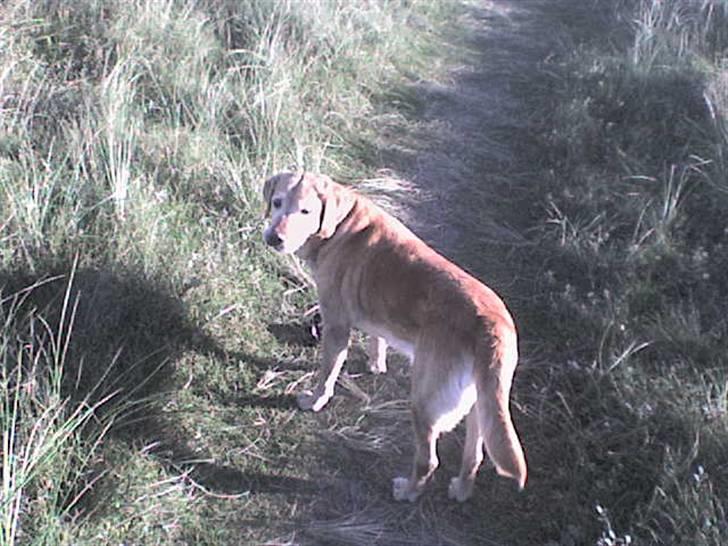 Labrador retriever Sally - vi løb ca 20 km, ve vandet det var skide hygge! billede 9