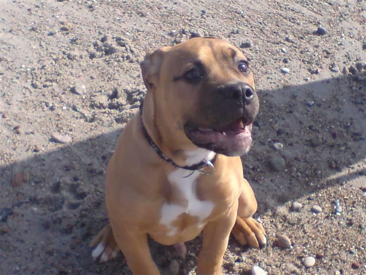 Blanding af racer Pumba *DØD* billede 3