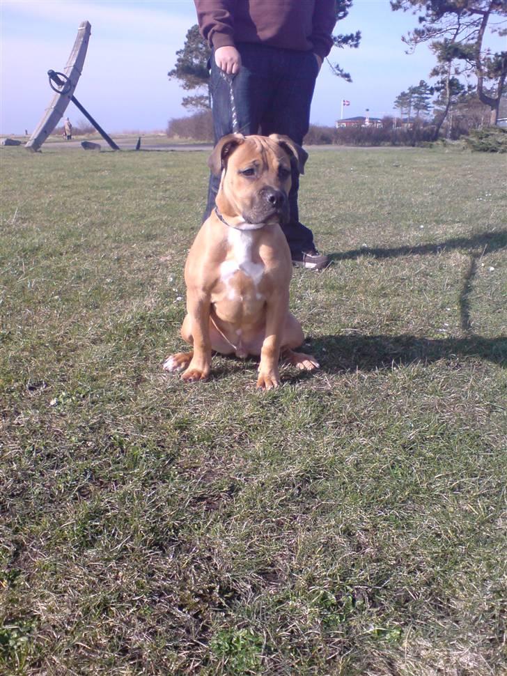 Blanding af racer Pumba *DØD* billede 4