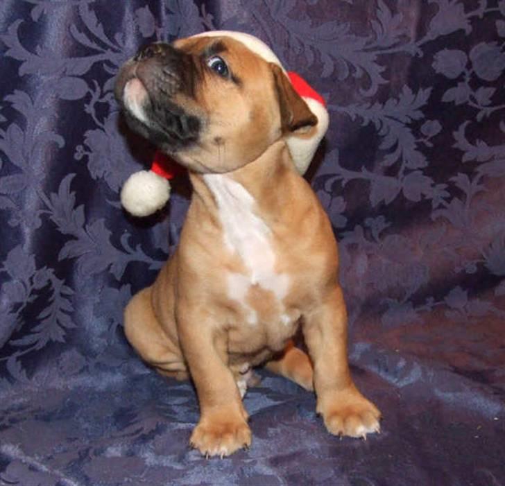 Blanding af racer Pumba *DØD* billede 5