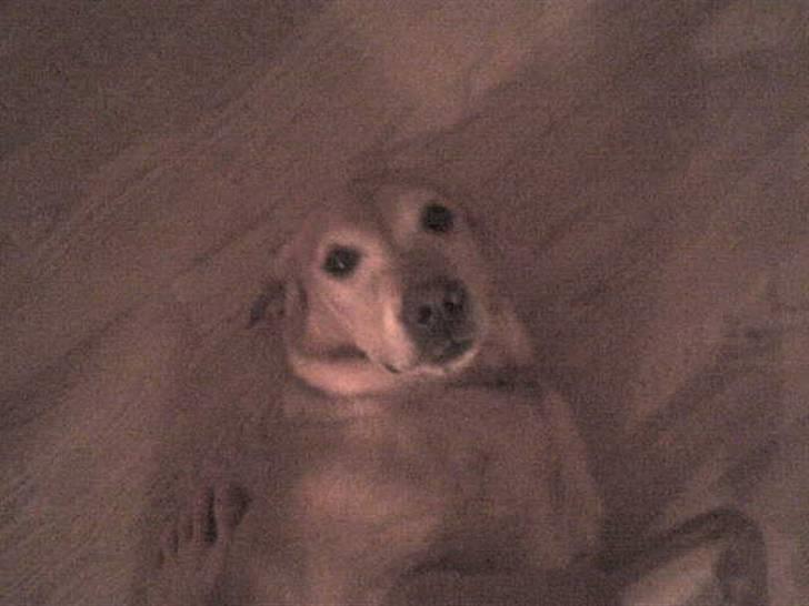 Labrador retriever Sally - klø mig venligst på maven billede 10