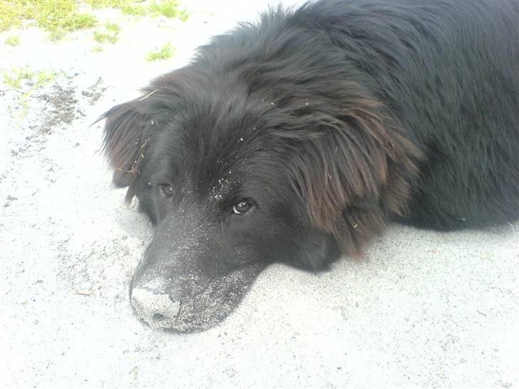 Blanding af racer Milas - Milas ligger i sandet, 2007. billede 10