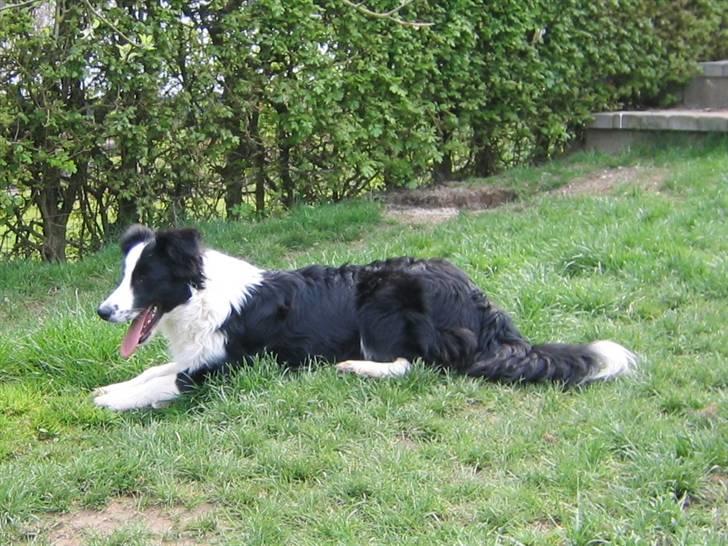 Border collie Pascha - Pascha 6 mdr billede 1