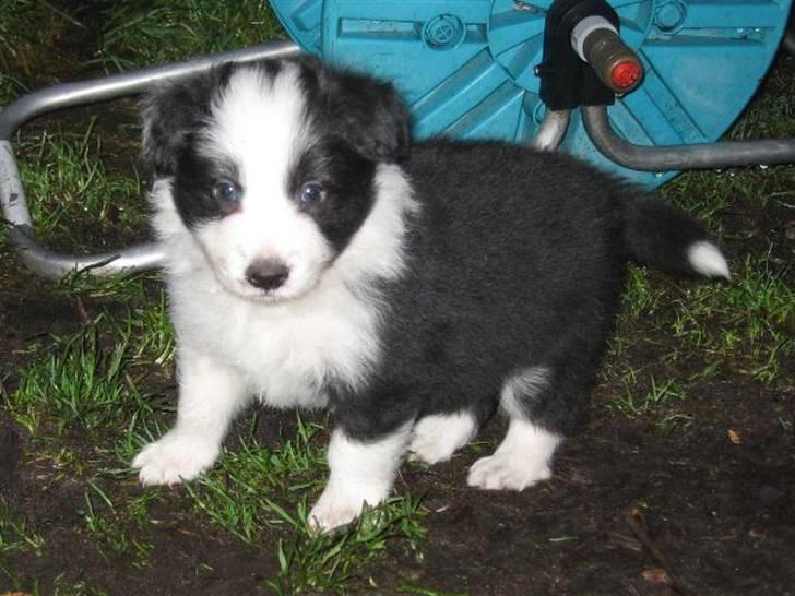 Border collie Pascha - Pascha udenfor 3½ uge billede 2