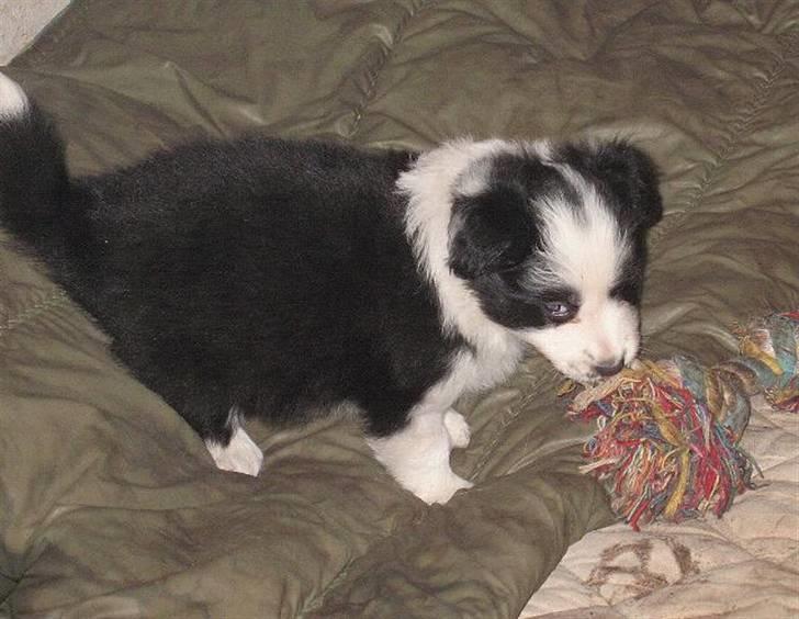 Border collie Pascha - Tovet er sjovt billede 3