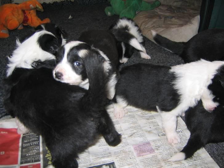Border collie Pascha - En stor bunke hvalpe billede 4