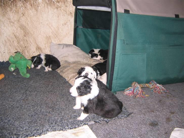 Border collie Pascha - Pascha og søskende i hvalpegården billede 5