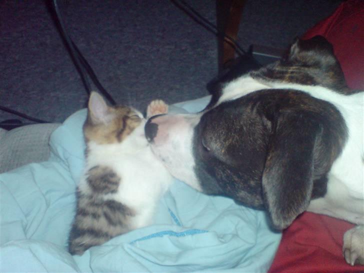 Amerikansk staffordshire terrier freja a billede 6