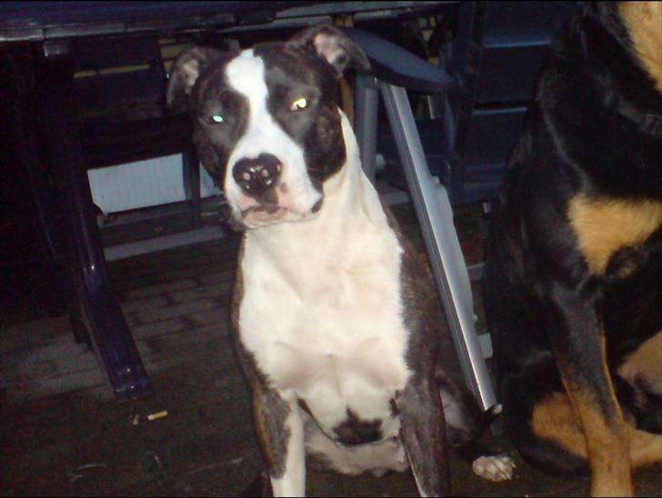 Amerikansk staffordshire terrier freja a billede 7