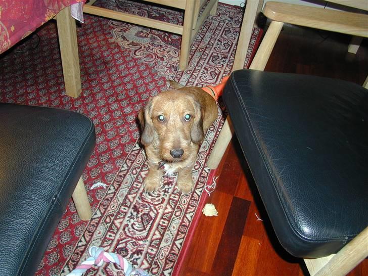 Gravhund trooper - topper kigger billede 1