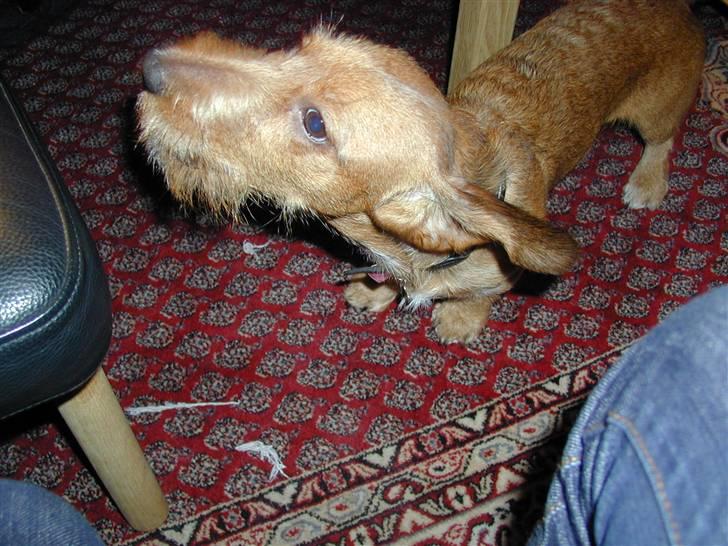 Gravhund trooper - jeg har hanskødben.. billede 2