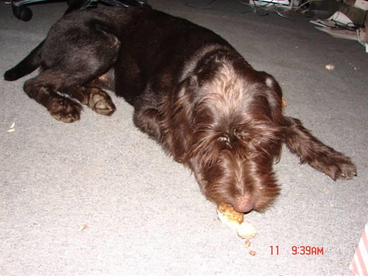 Ruhåret hønsehund tanja - må man ik ha lov til og spise en katoffel? billede 1