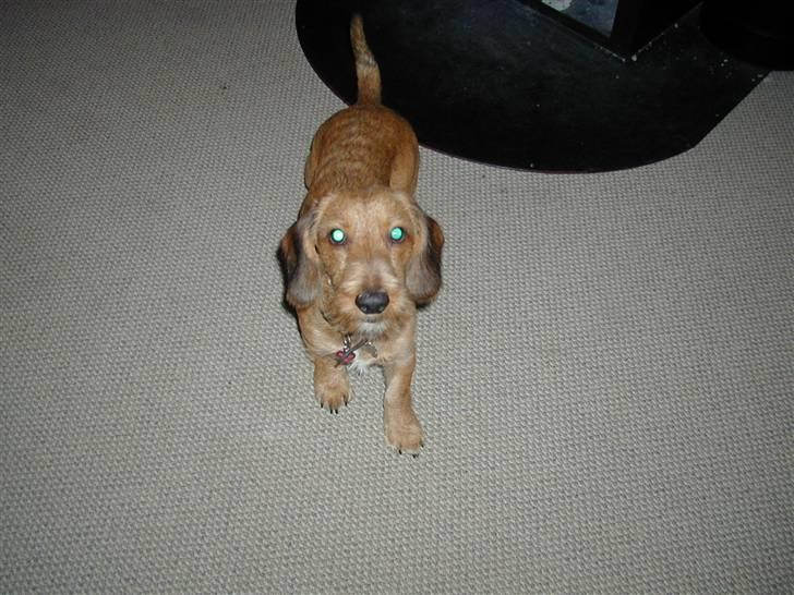 Gravhund trooper - sødt billede 3