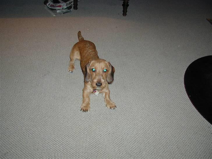 Gravhund trooper - nu vil han lege billede 4