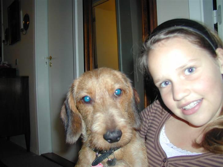 Gravhund trooper - mig og topper billede 5