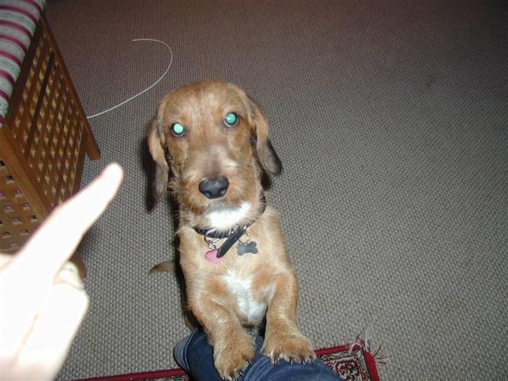 Gravhund trooper - sit billede 6