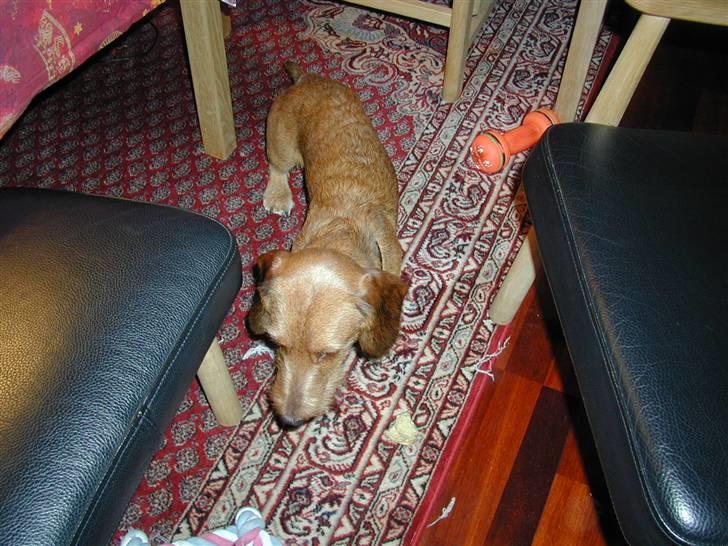 Gravhund trooper - gå billede 7