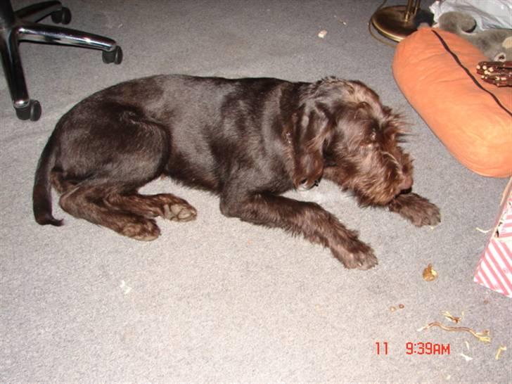 Ruhåret hønsehund tanja - putter lii lidt billede 2