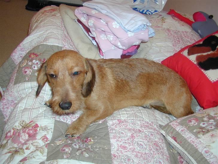 Gravhund trooper - jeg er  lidt træt. billede 8