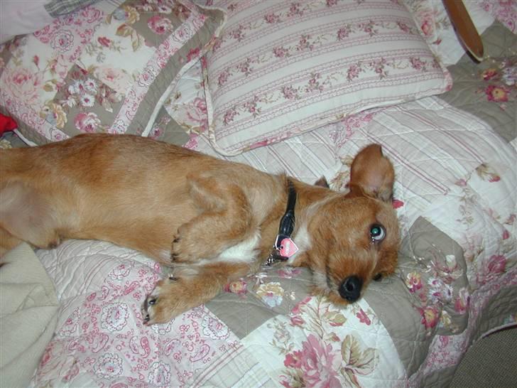 Gravhund trooper - sødttt!!!!! billede 9