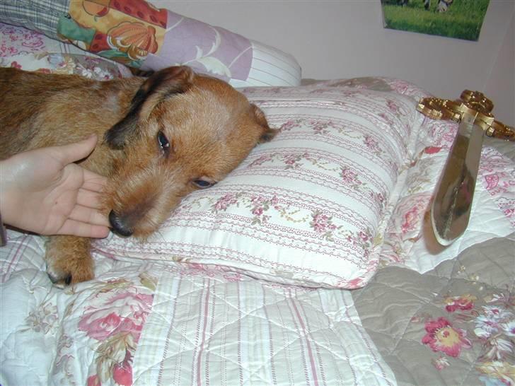 Gravhund trooper - sov billede 10