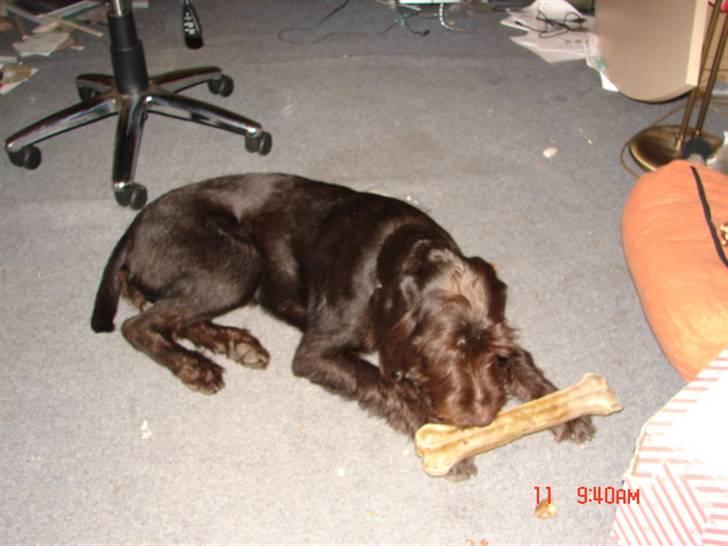 Ruhåret hønsehund tanja - ´´se jeg har hentet benet!``   billede 3