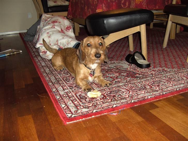 Gravhund trooper - hej billede 11