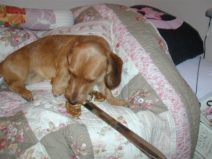 Gravhund trooper - vil du slås billede 12