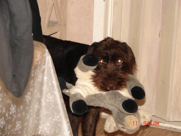 Ruhåret hønsehund tanja - ´´hvis du løber, løber jeg oss`` billede 4