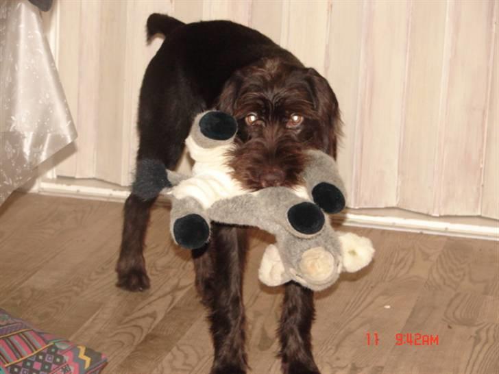 Ruhåret hønsehund tanja - klar til ANGREB!!! billede 5