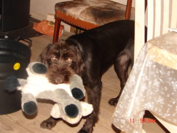 Ruhåret hønsehund tanja - du er meget snu... Men det er jeg oss billede 6