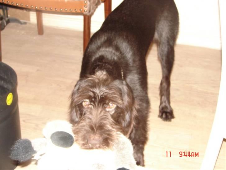 Ruhåret hønsehund tanja - skal jeg ligge den? billede 7