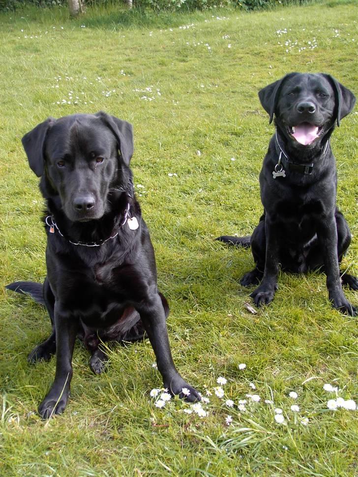 Blanding af racer Nuser - Her er Nuser med sin bedste ven Tyson, som bor 2 huse fra os. De leger sammen hver dag, og der er fart på. billede 3