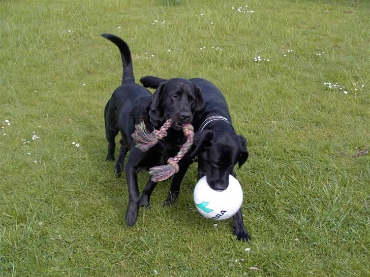 Blanding af racer Nuser - Vi leger bare SÅ godt sammen! billede 4