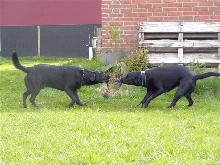 Blanding af racer Nuser - Hvem er mon stærkest???..... :0) billede 5