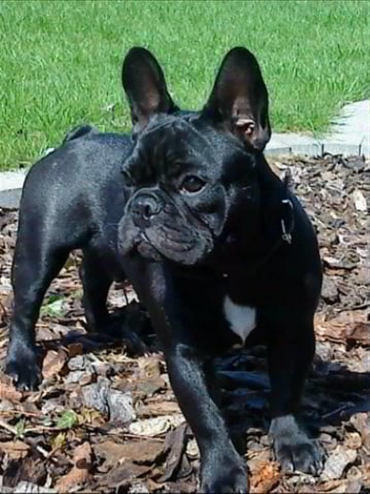 Fransk bulldog Viggo Mortensen billede 1