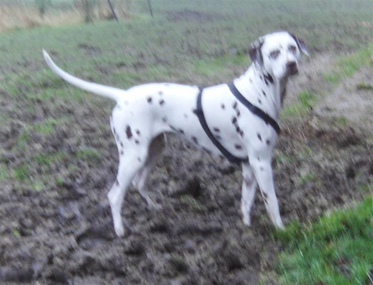 Dalmatiner Jilloc's Romantic Miracle RIP - Hvem mig?? billede 12