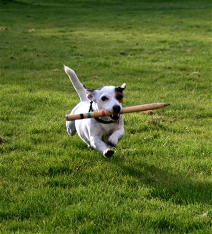 Jack russell terrier * Ellegårdens Jæger *  - altid damp og glad ;D billede 12