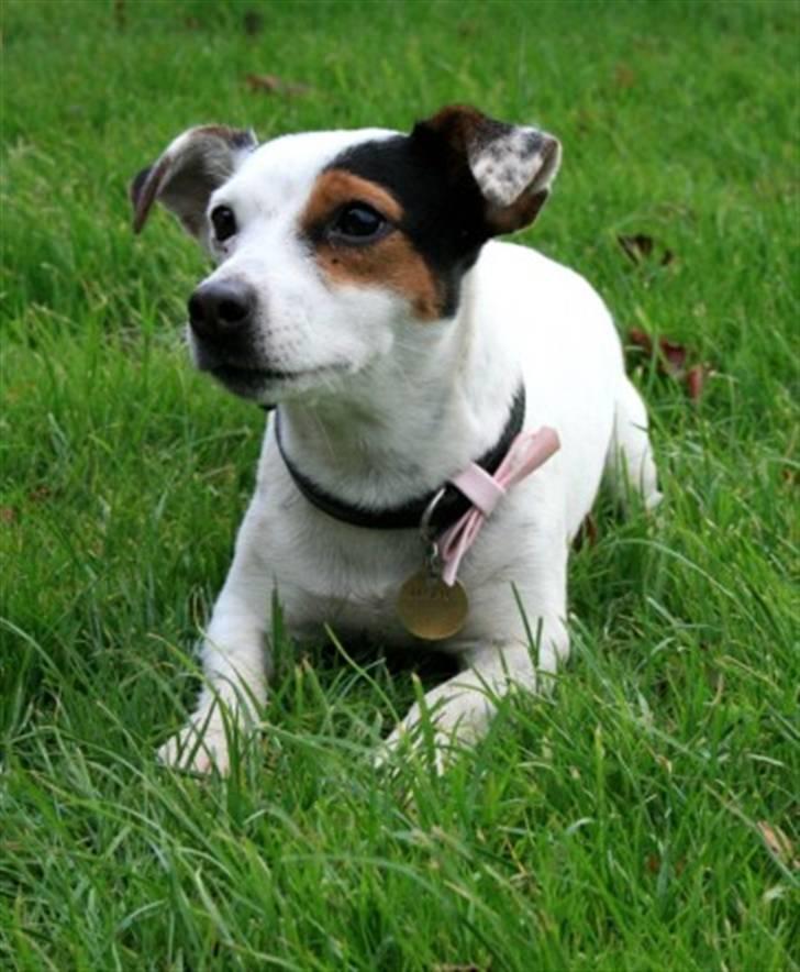 Jack russell terrier * Ellegårdens Jæger *  - elsker den smukke hund <3 billede 13