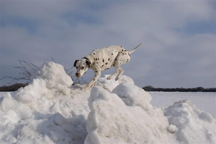 Dalmatiner Jilloc's Romantic Miracle RIP - I fuld hopla på vej ned af snestakken, feb. 2010 billede 15