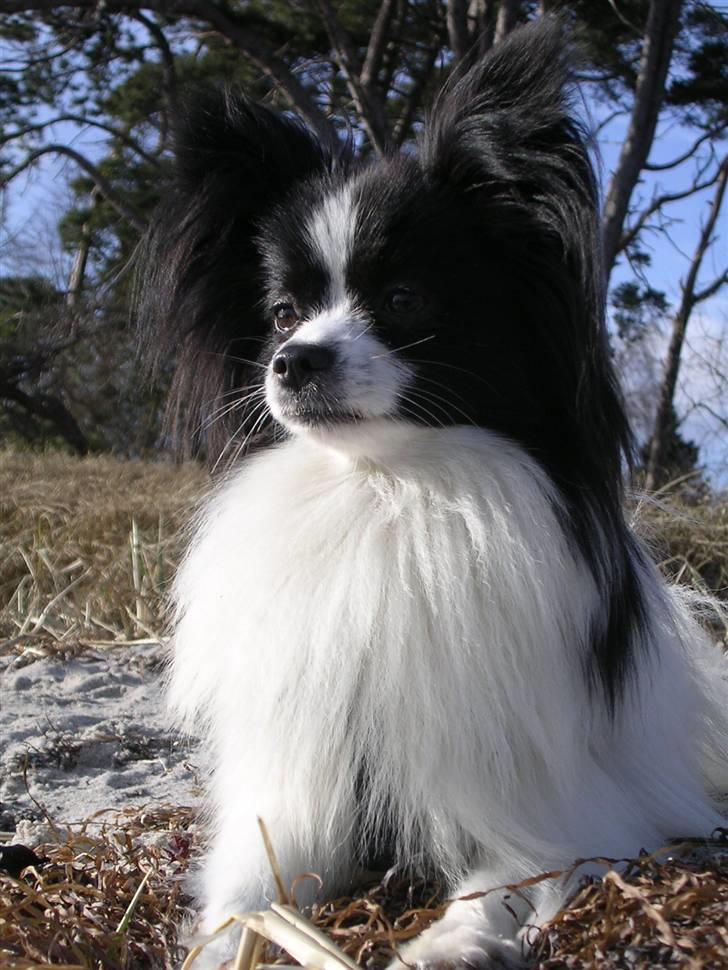 Papillon Balou. billede 1