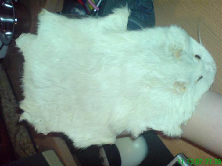 Blanding af racer Soffie (forældres hund) billede 12