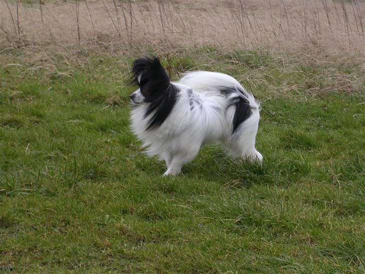 Papillon Balou. billede 2