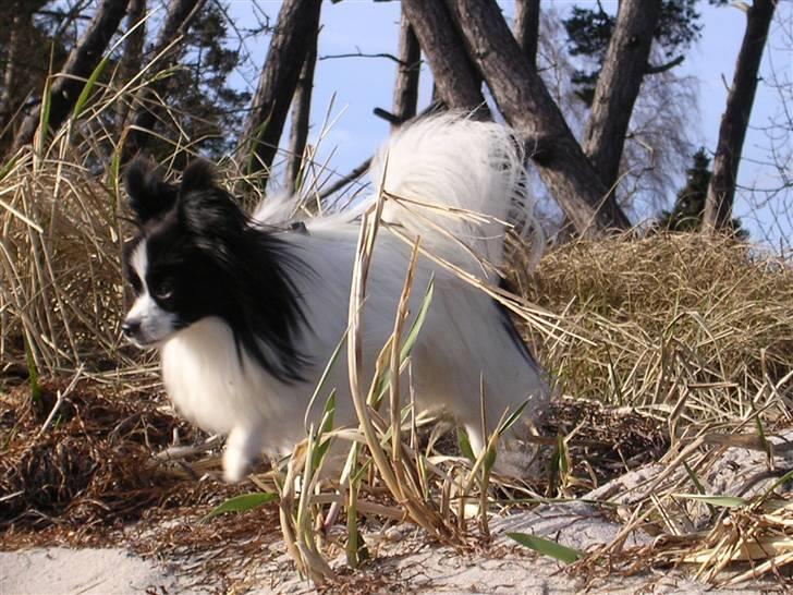 Papillon Balou. billede 3