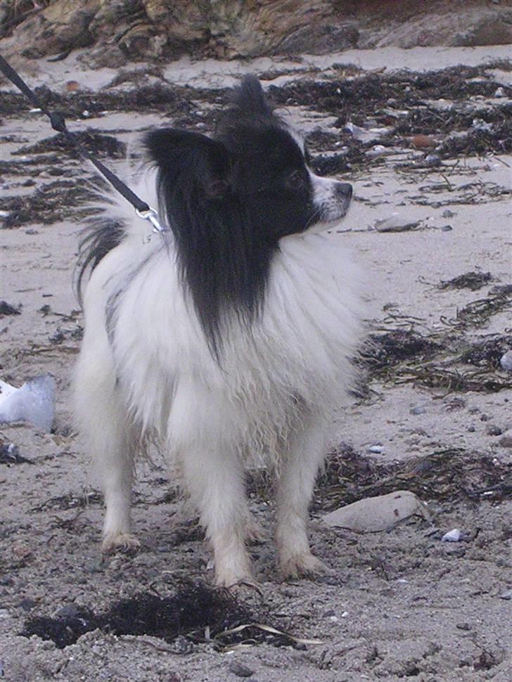 Papillon Balou. billede 4