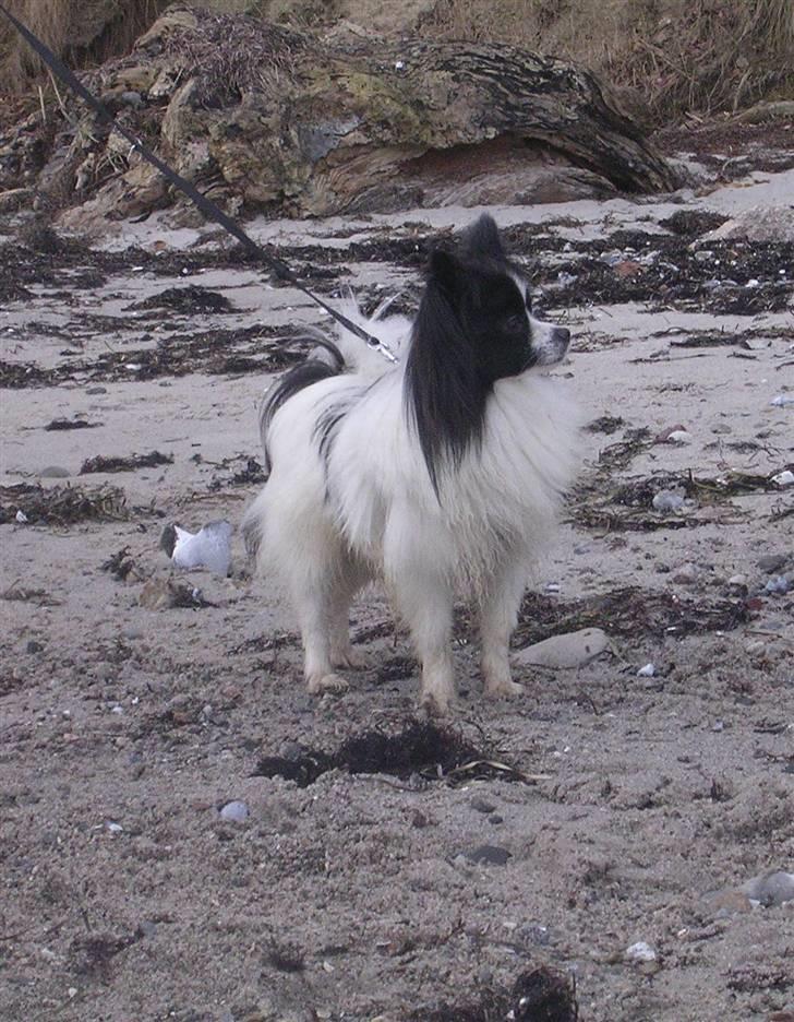 Papillon Balou. billede 5