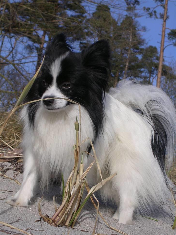 Papillon Balou. billede 6