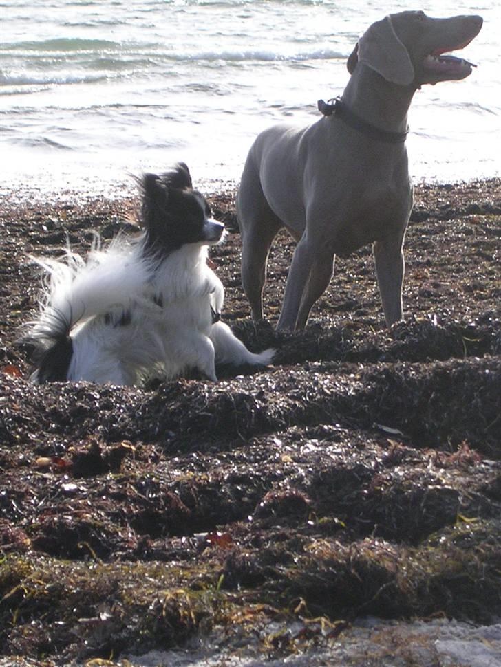 Papillon Balou. billede 7