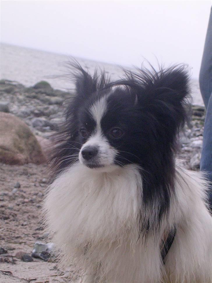 Papillon Balou. billede 8