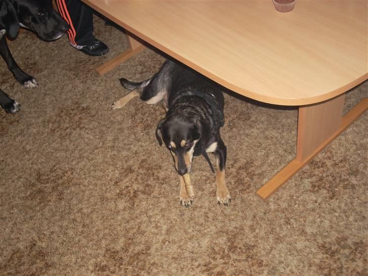 Blanding af racer Basse (solgt)  billede 4